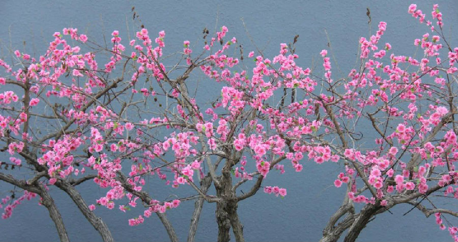 花繁茂 花繁茂